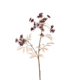 Burgundy Queens Annes Lace
