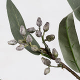 Eucalyptus Branch with Berries