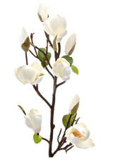 Magnolia Branch 80cm