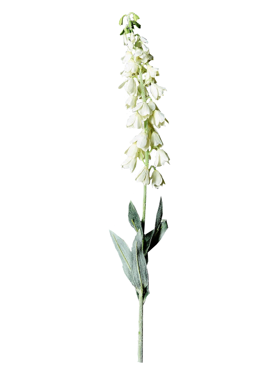 Foxglove Stem