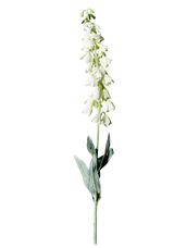 Foxglove Stem
