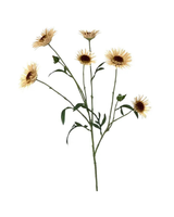 Aster Spray