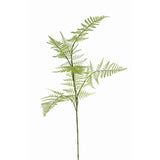 Asparagus Fern Stem