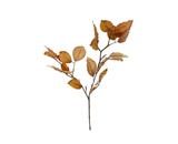 Beech Leaf Branch