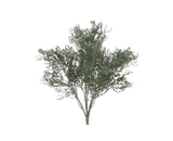 Cypress Bush Spray
