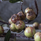 Dappled Rosehip