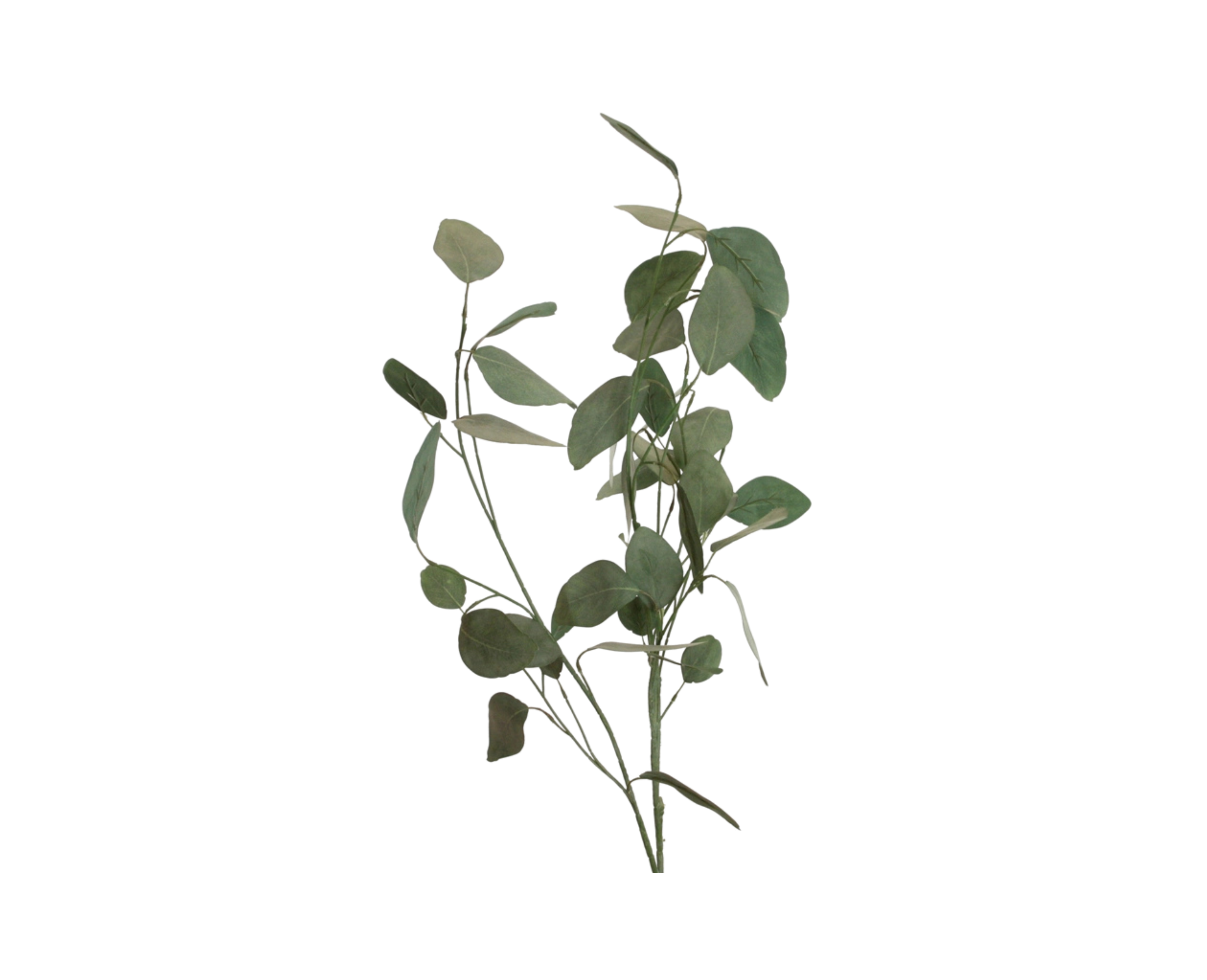 Silver Dollar Green Eucalyptus