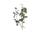 Silver Dollar Green Eucalyptus