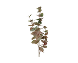 Mauve-Green Eucalyptus Branch