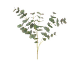 Eucalyptus Spray