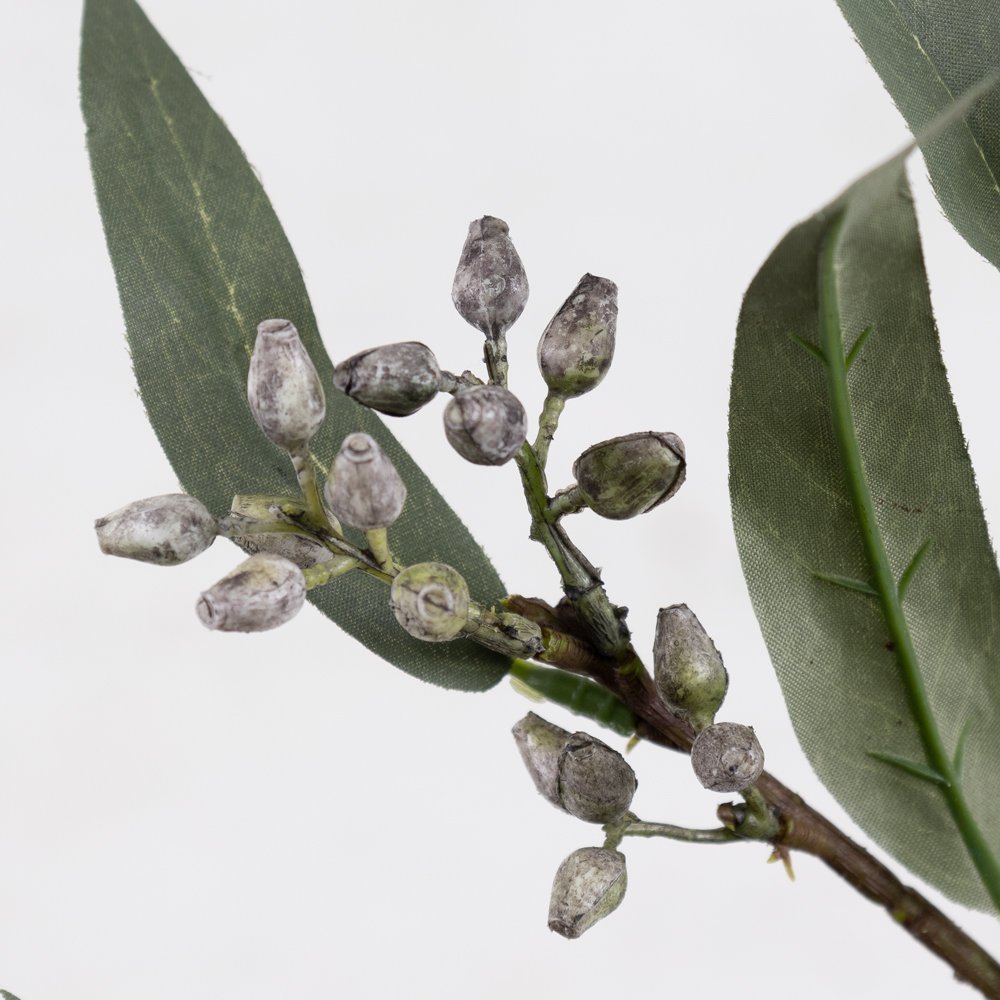 Eucalyptus Branch with Berries