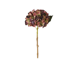 Fig and Olive Hydrangea with Leaves