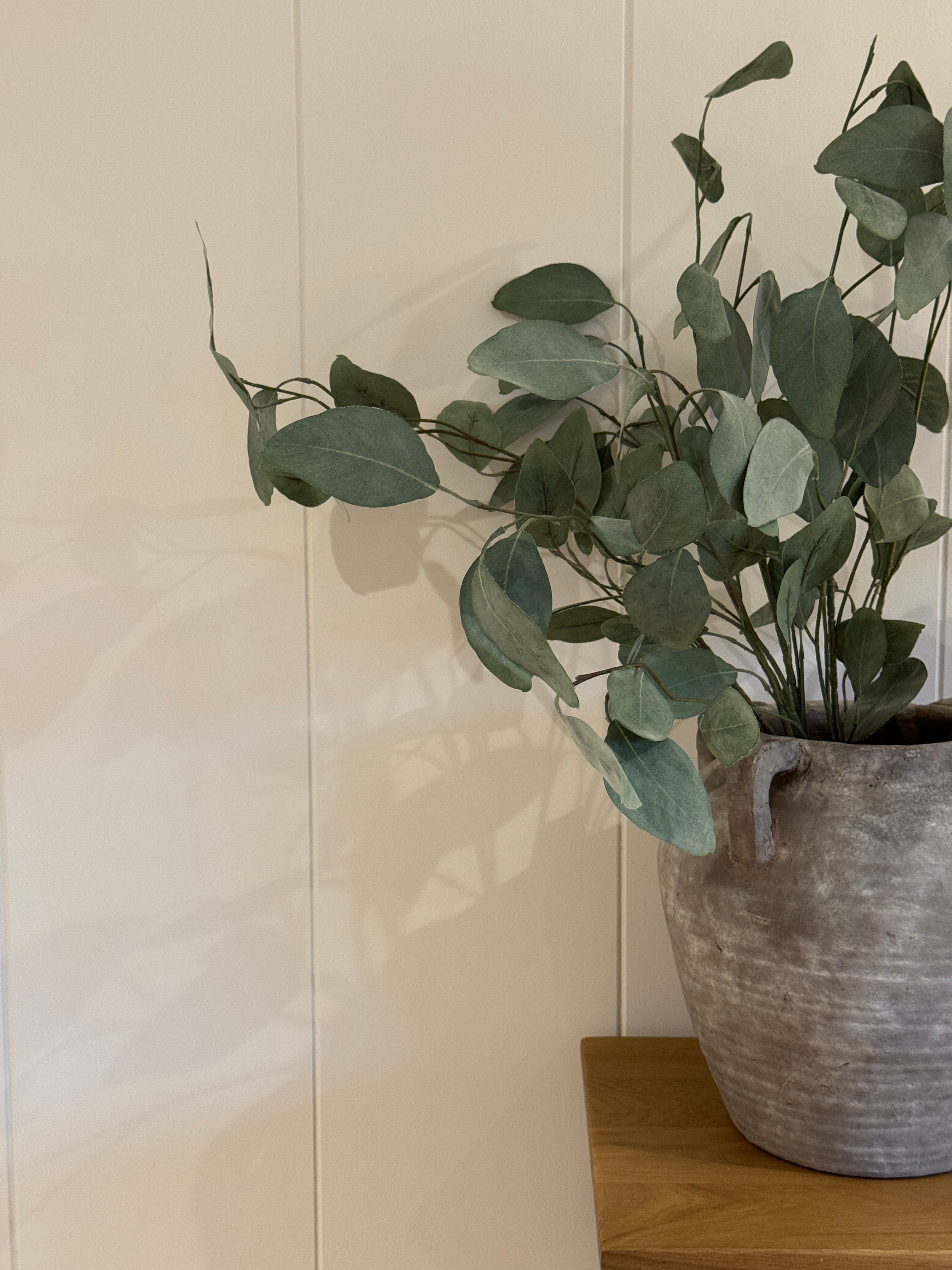 Silver Dollar Green Eucalyptus