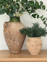 Eucalyptus Spray