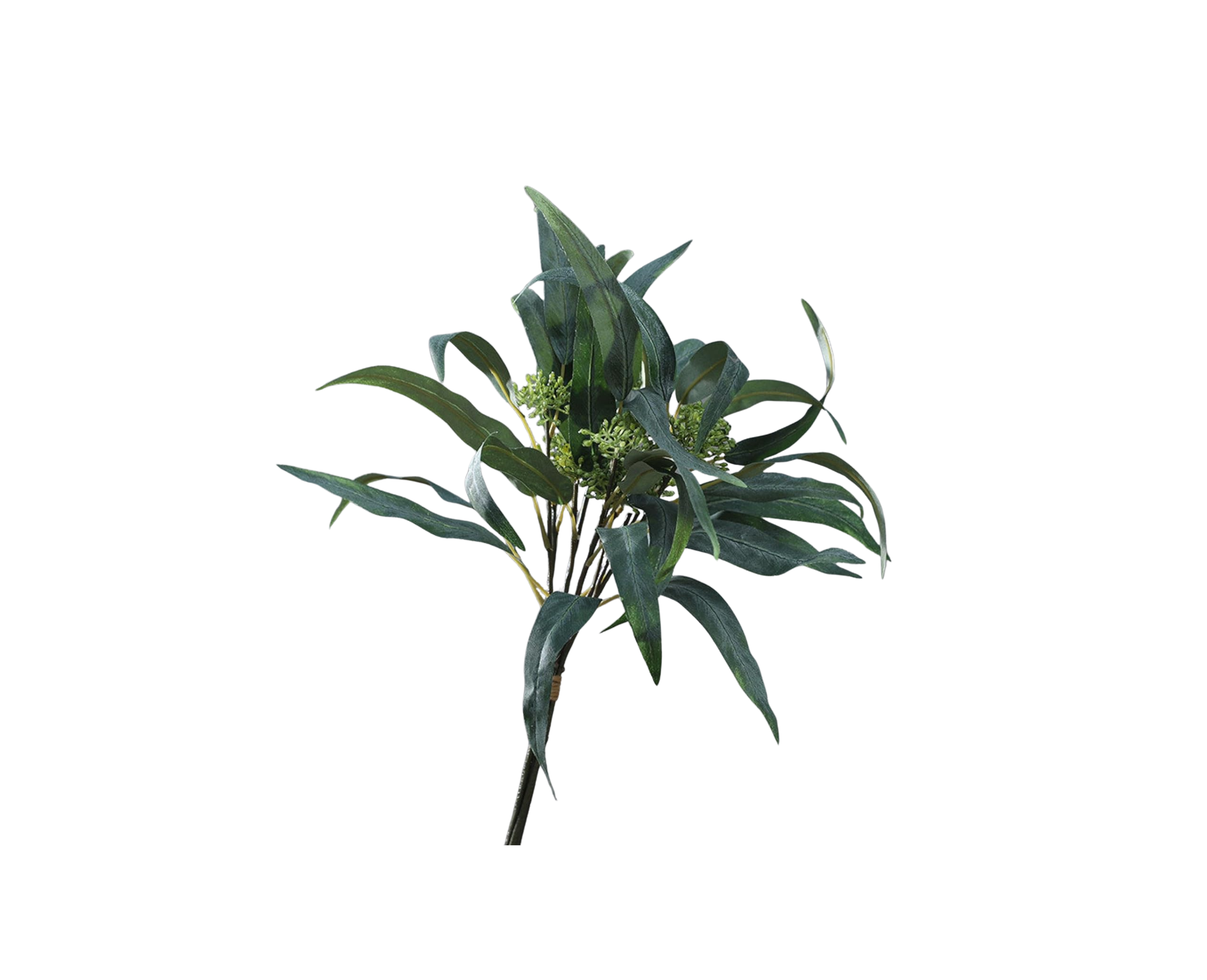 Long Leaf Eucalyptus Bunch
