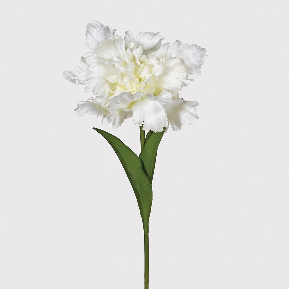 Three White Parrot Tulip
