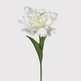 Three White Parrot Tulip