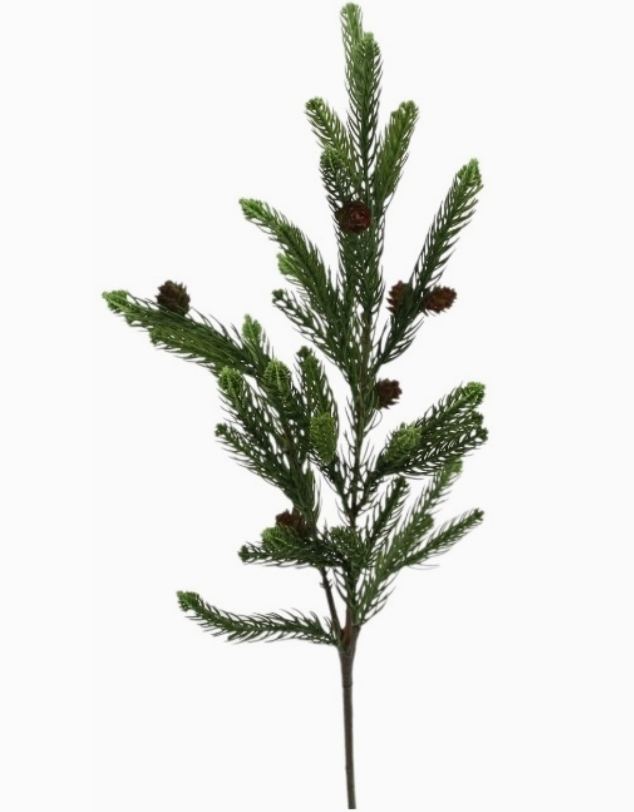 Pine Branch with Cones