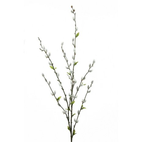 Pussy Willow Spray