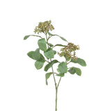 Skimmia Stem