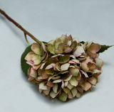 Small Dusk Hydrangea