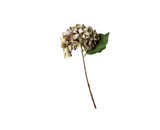 Small Dusk Hydrangea