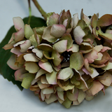 Small Dusk Hydrangea