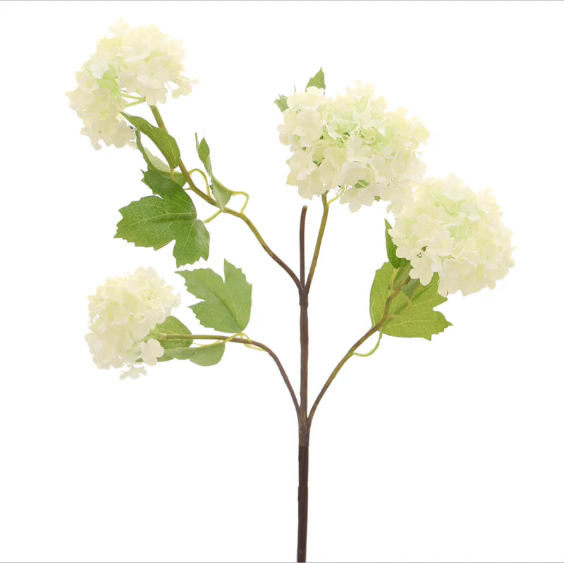 White Viburnum Snowball