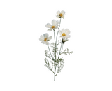 Cream Cosmo Flower Branch