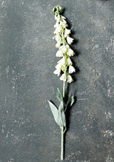 Foxglove Stem